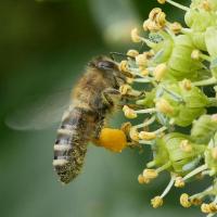 Westliche Honigbiene auf Efeublüten